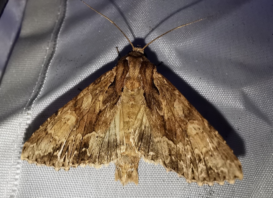 Apamea monoglypha - nagy dudvabagoly