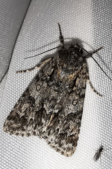 Acronicta auricoma - aranyos szigonyosbagoly