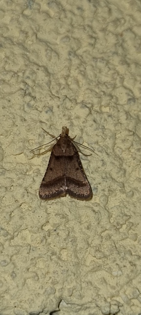 Stemmatophora brunnealis - barna fényilonca