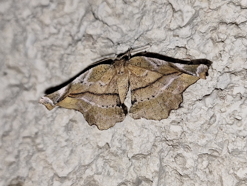 Apeira syringaria - orgona-araszoló