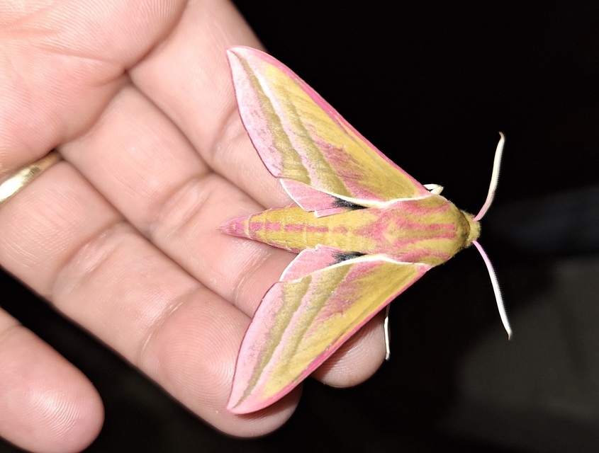 Deilephila elpenor - szőlőszender Deilephila elpenor - szőlőszender