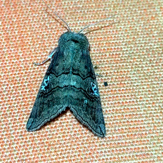 Tethea ocularis - pápaszemes pihésszövő