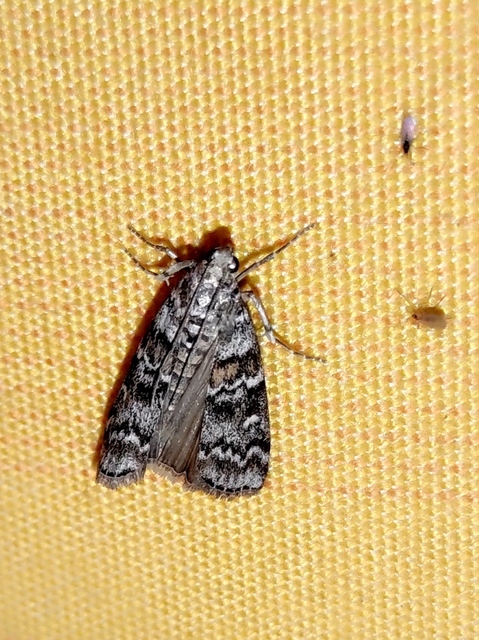 Dioryctria
