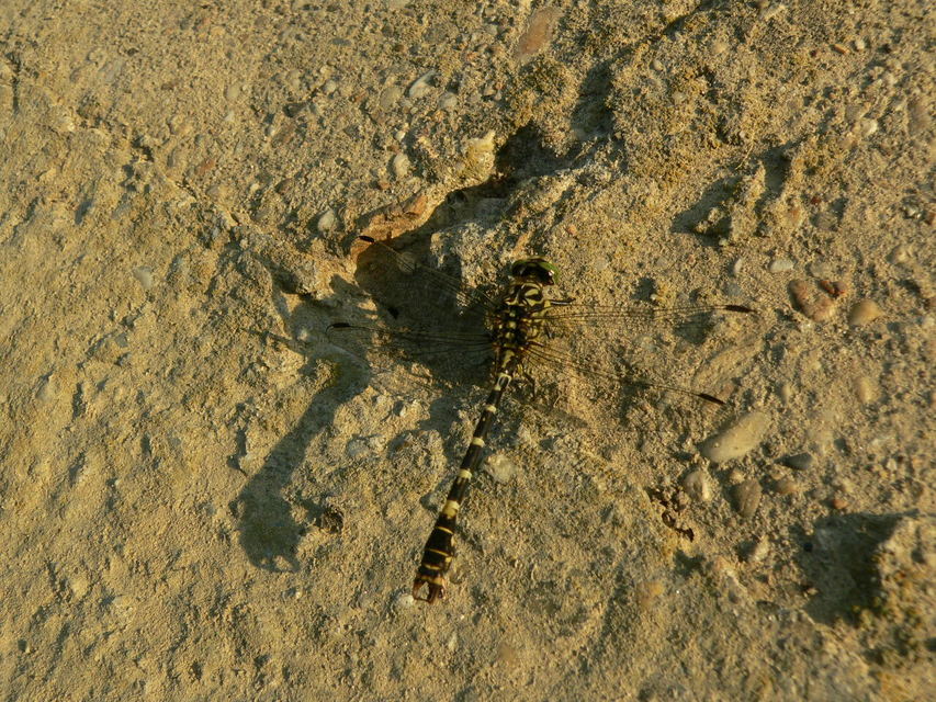 Onychogomphus forcipatus - gyűrűs folyami-szitakötő