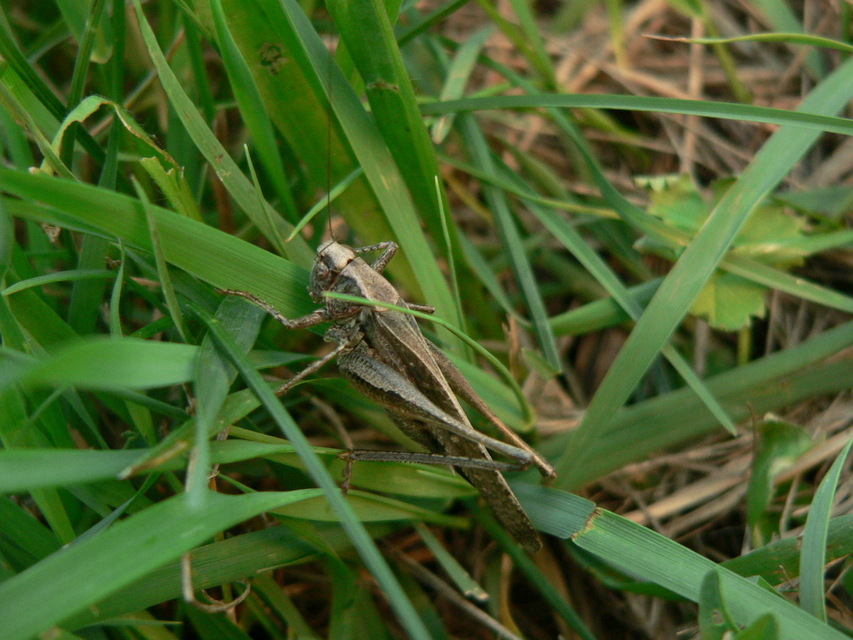 Platycleis