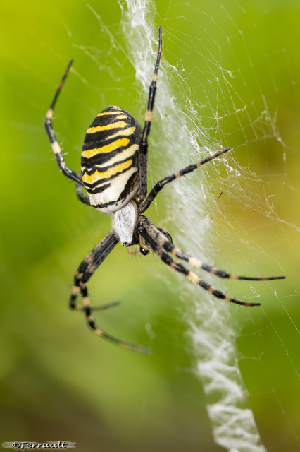 Argiope bruennichi - darázspók