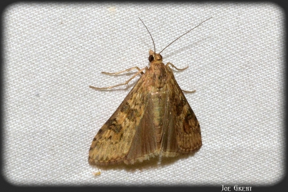Nomophila noctuella - közönséges vándormoly