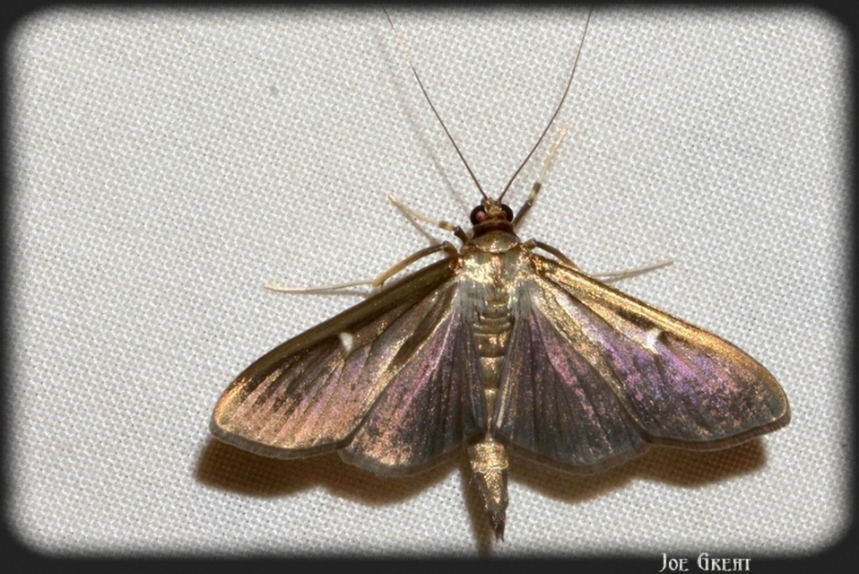 Cydalima perspectalis - puszpáng-tűzmoly