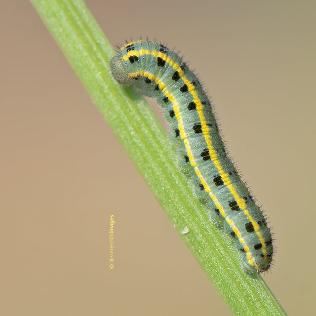 Colias alfacariensis - déli kéneslepke