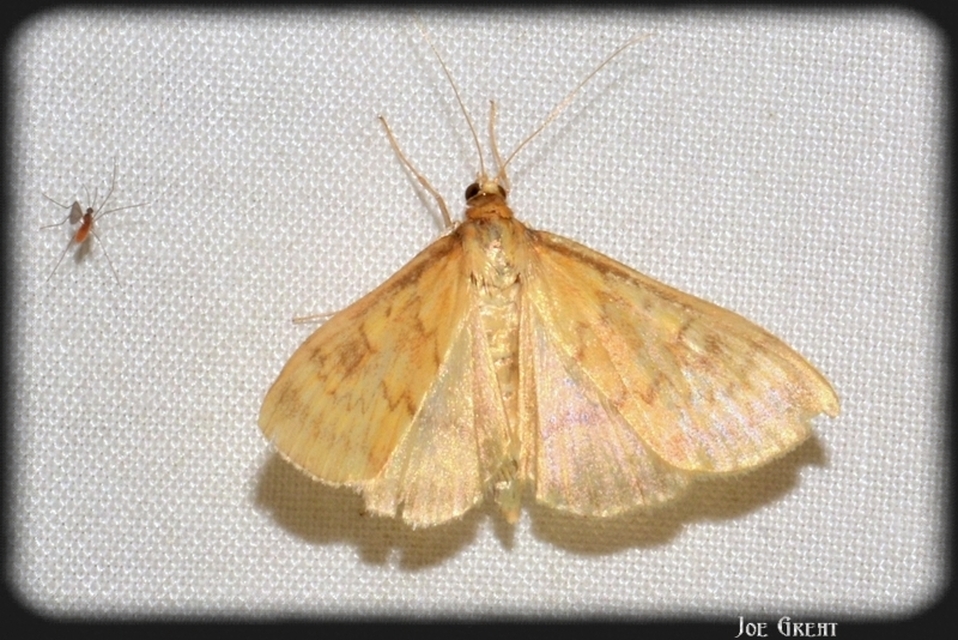Ostrinia nubilalis - kukoricamoly