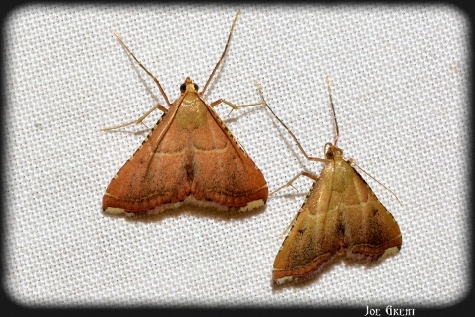 Endotricha flammealis - tüzesszárnyú fényilonca