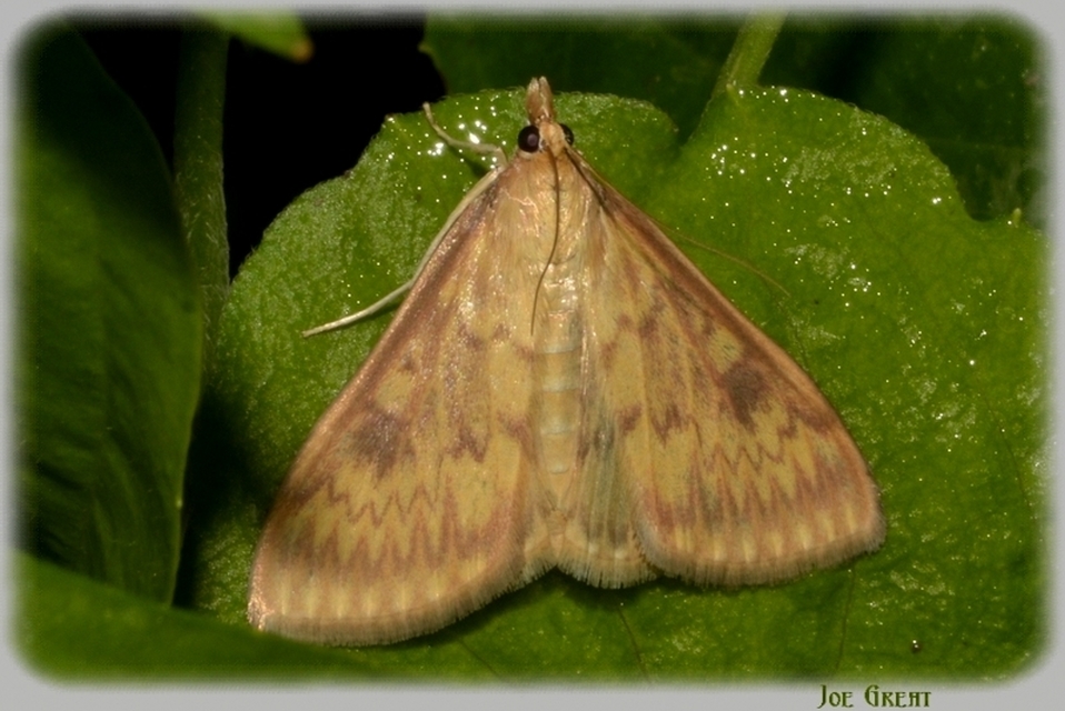 Ostrinia nubilalis - kukoricamoly