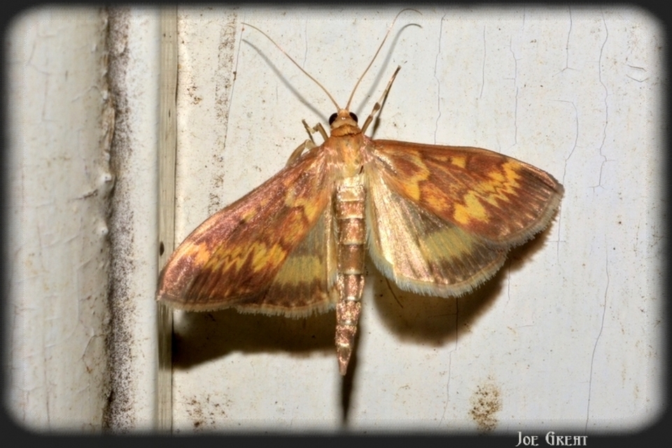 Ostrinia nubilalis - kukoricamoly
