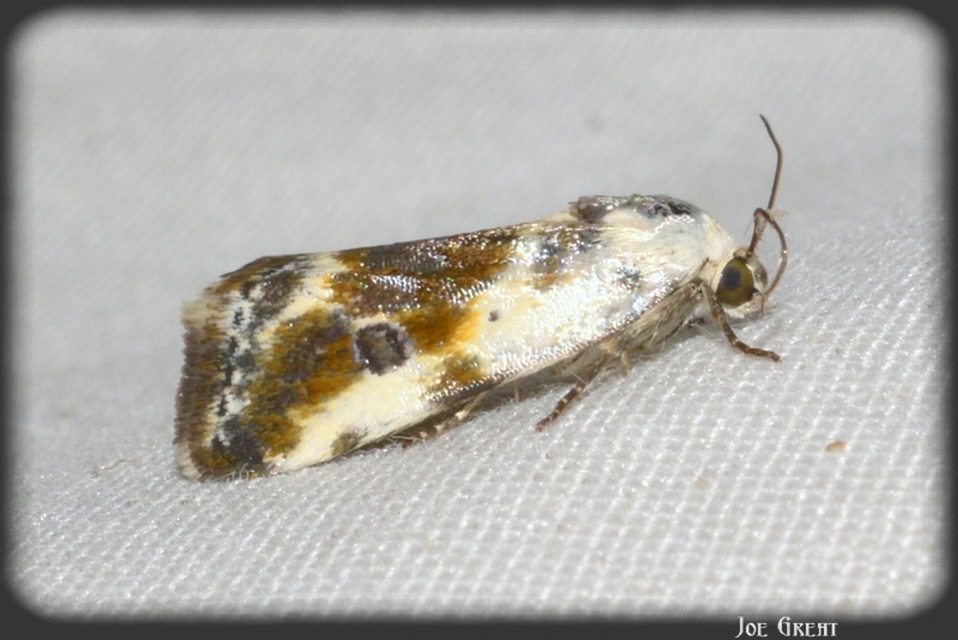 Ponometia candefacta - parlagfűbagoly