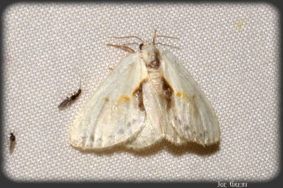 Cilix glaucata - törpe sarlósszövő