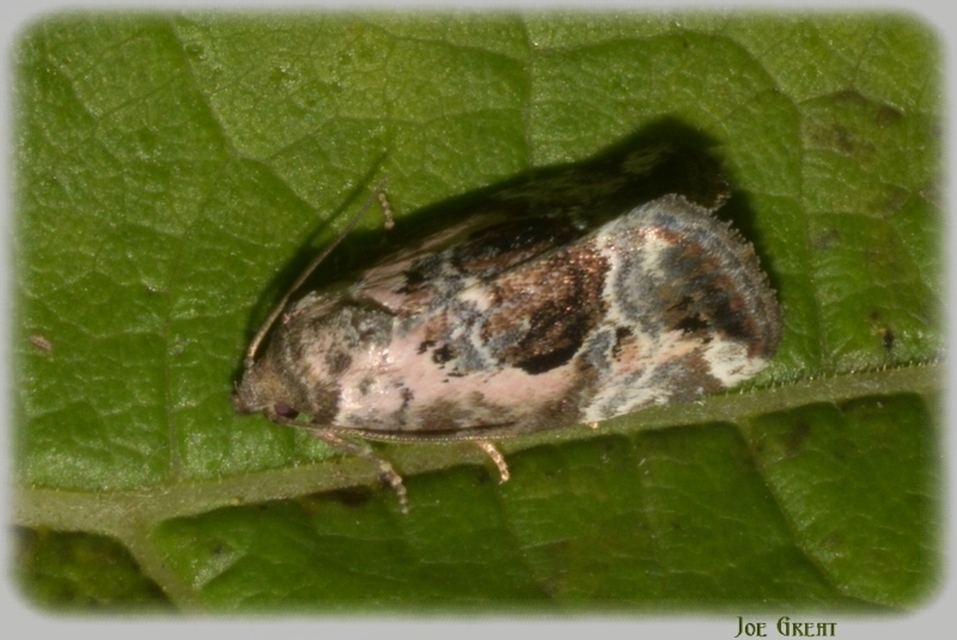 Hapalotis venustula - rózsaszínű mázasbagoly