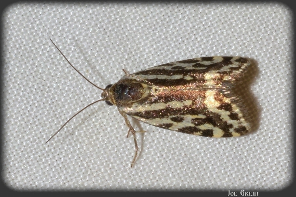 Emmelia trabealis - zebrabagoly