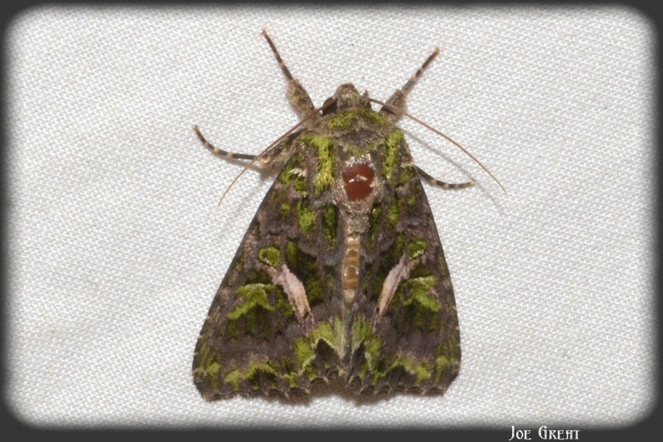 Trachea atriplicis - nyári zöldbagoly