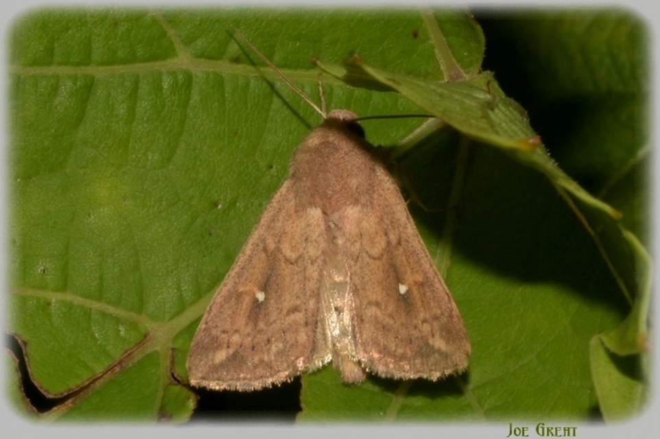 Mythimna albipuncta - fehérpettyes rétibagoly