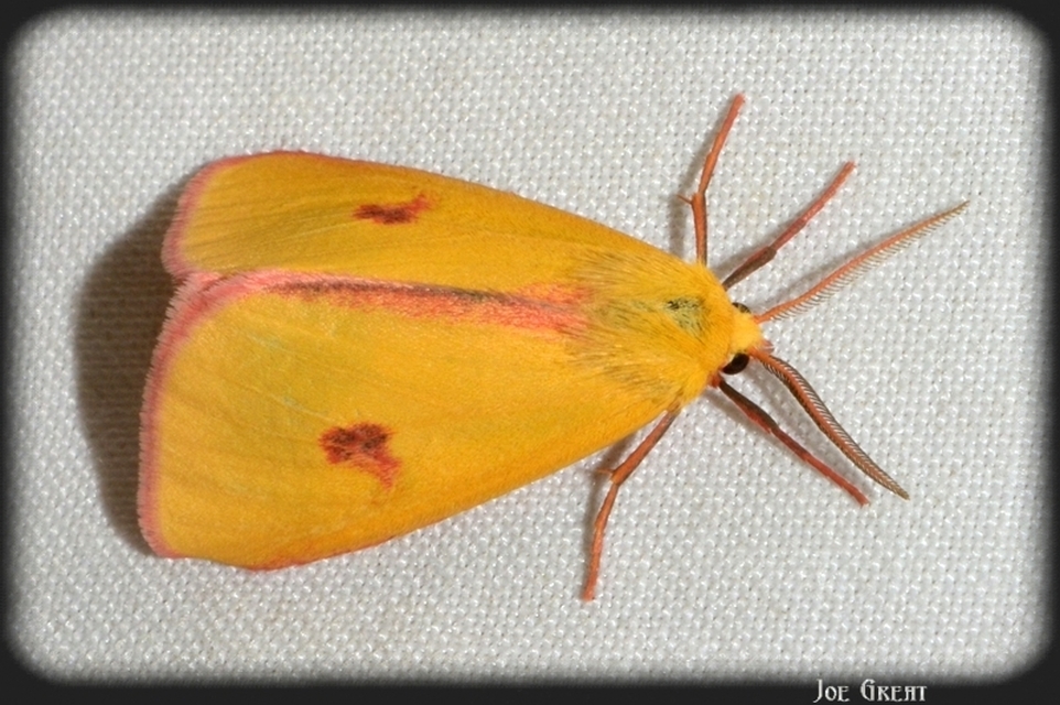 Diacrisia sannio - vörösszélű medvelepke