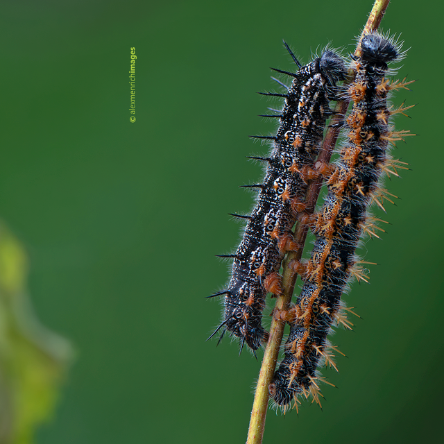 Nymphalis xanthomelas - vörös rókalepke