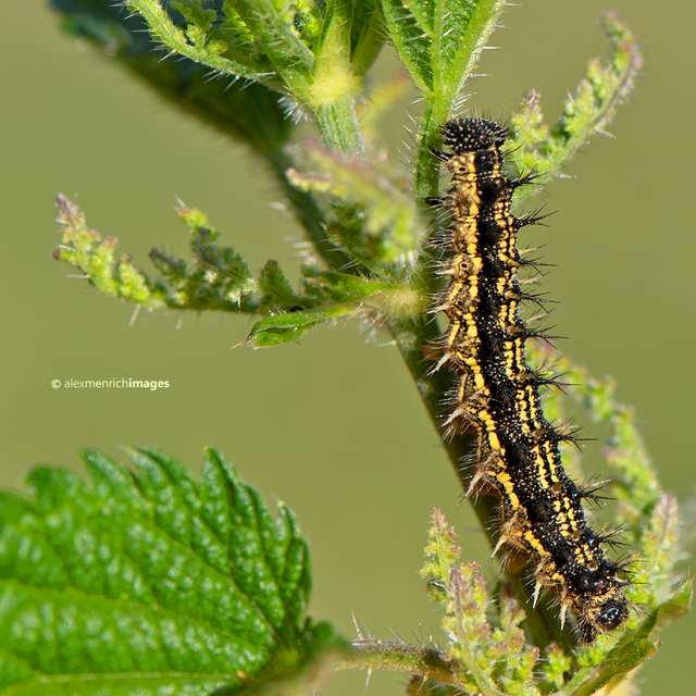 Nymphalis urticae - kis rókalepke