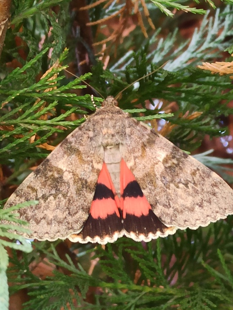 Catocala elocata - közönséges övesbagoly
