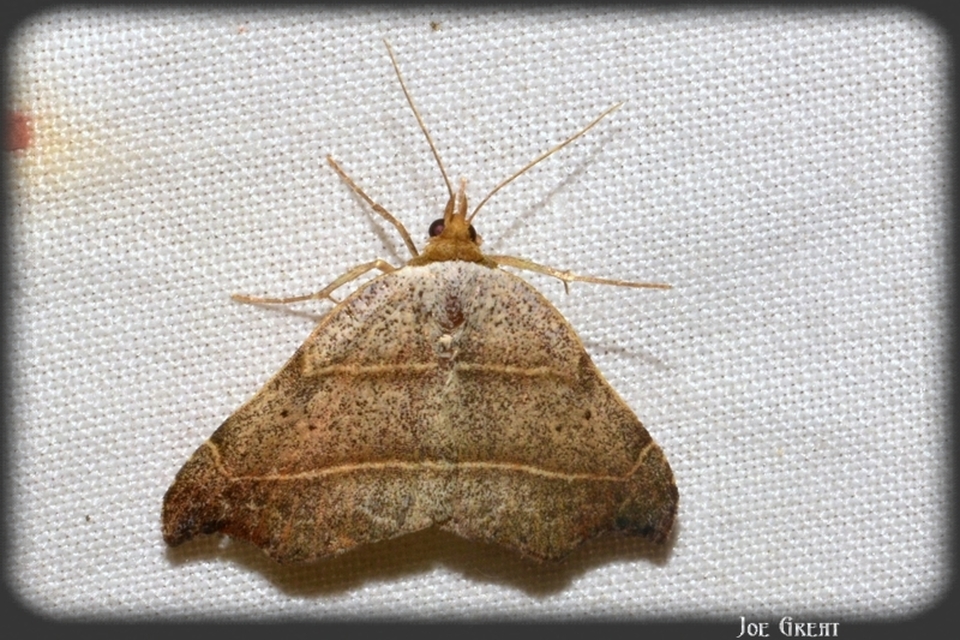 Laspeyria flexula - zuzmóbagoly