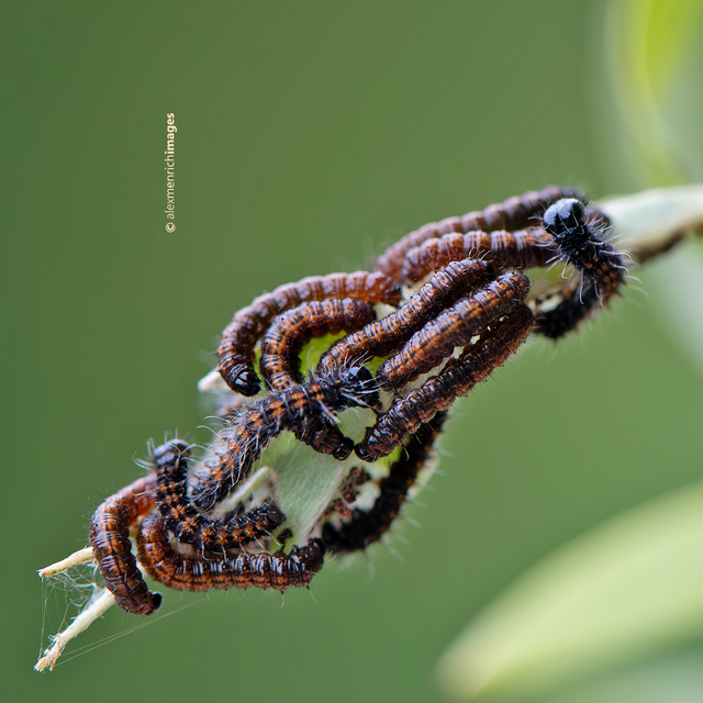 Nymphalis antiopa - gyászlepke