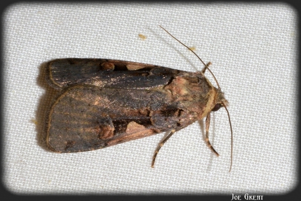 Xestia c-nigrum - c-betűs fűbagoly