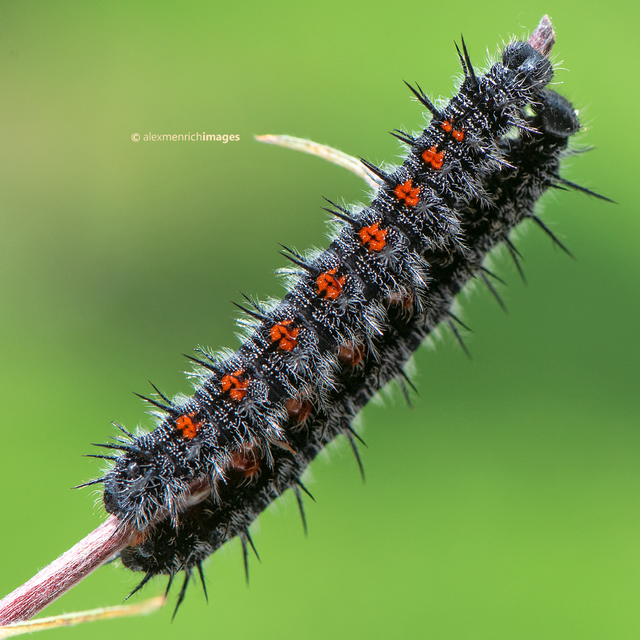 Nymphalis antiopa - gyászlepke