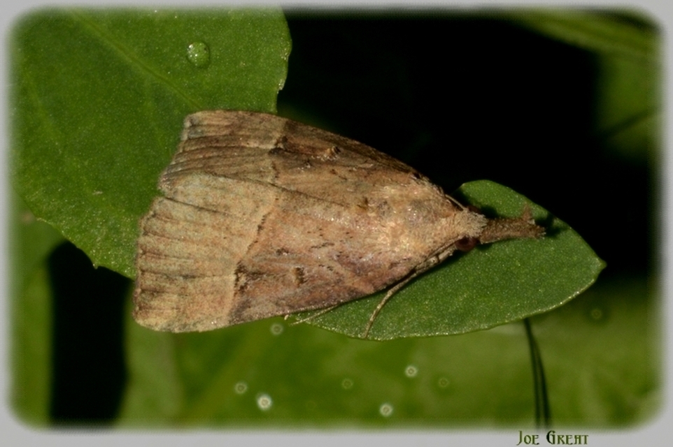 Hypena rostralis - közönséges karcsúbagoly