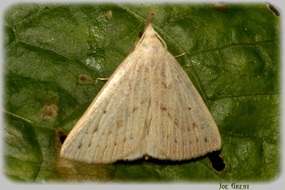 Macrochilo cribrumalis - csontszínű karcsúbagoly