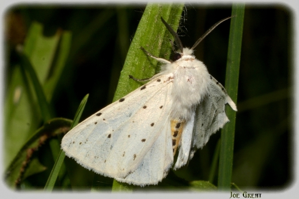 Spilosoma lubricipedum - tejszínű medvelepke