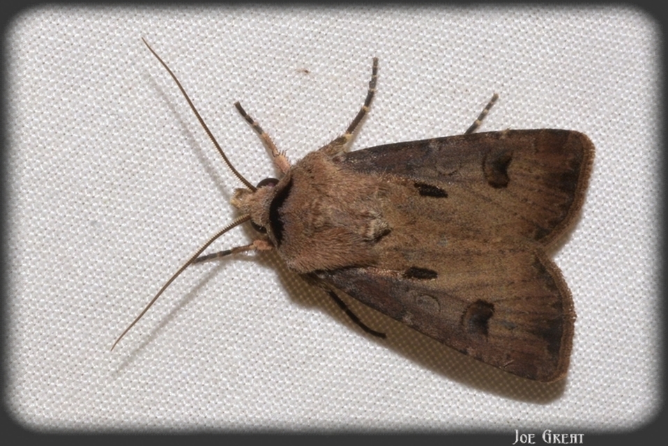 Agrotis exclamationis - felkiáltójeles földibagoly
