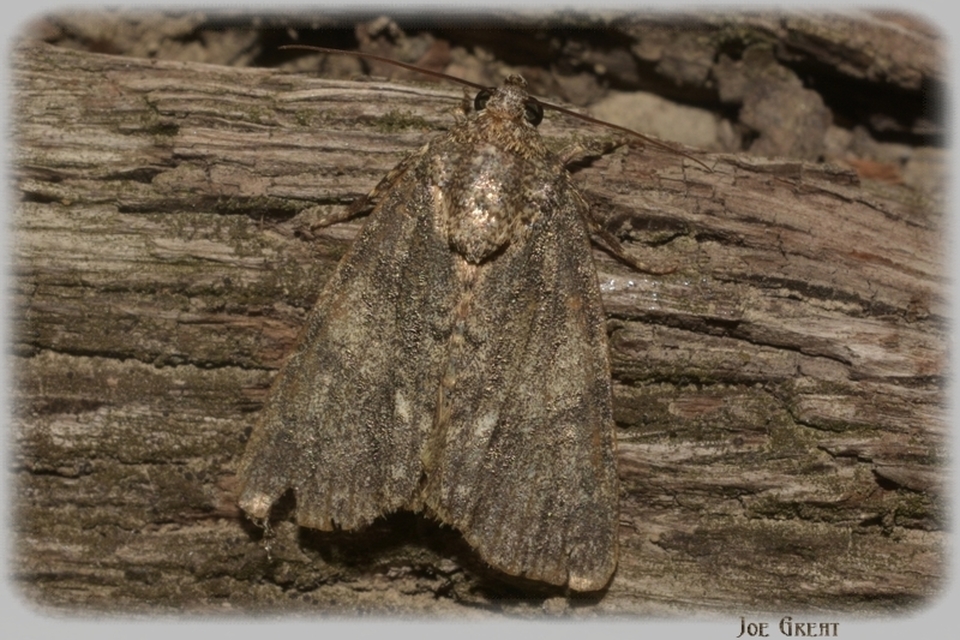 Acronicta rumicis - sóska-szigonyosbagoly