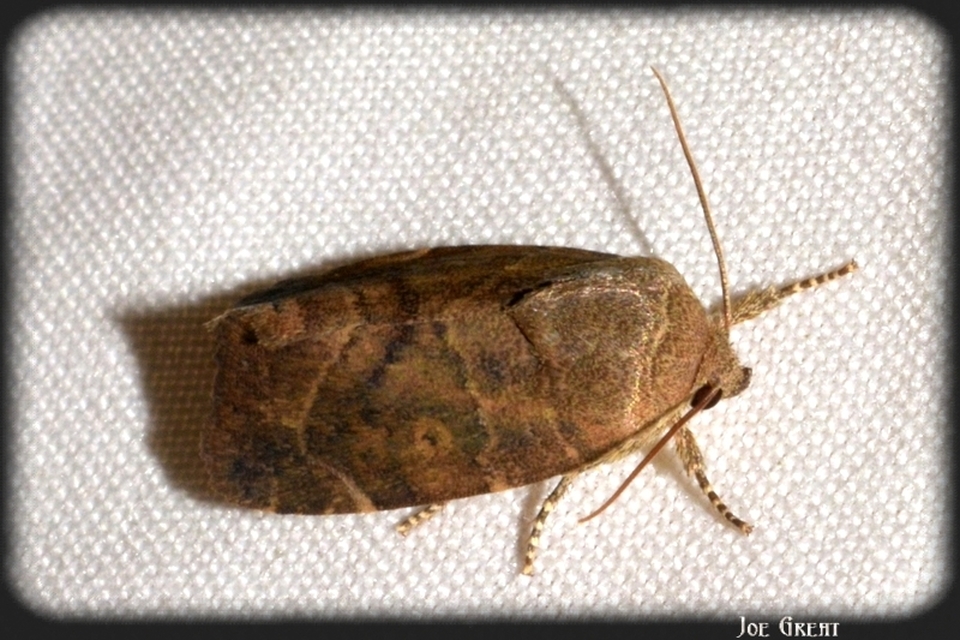 Cosmia affinis - barna lombbagoly