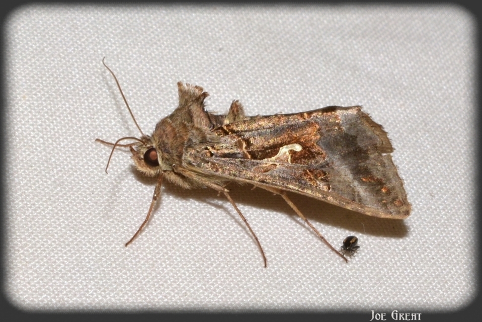 Autographa gamma - gammalepke