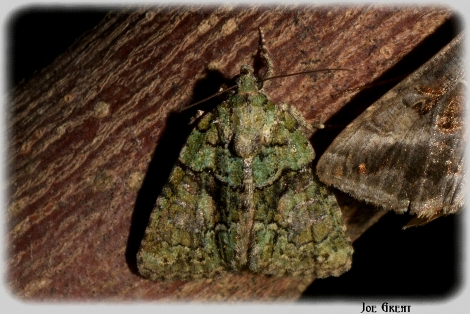 Cryphia algae - sárgászöld zuzmóbagoly