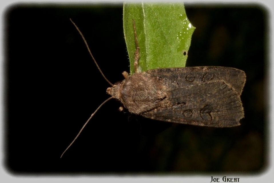 Agrotis segetum - vetési földibagoly