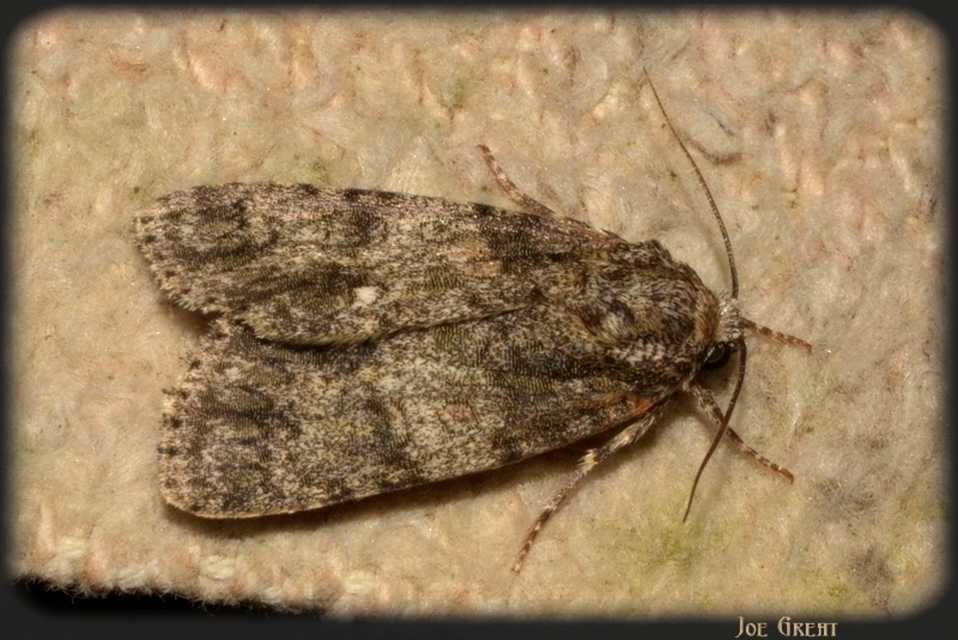 Acronicta rumicis - sóska-szigonyosbagoly