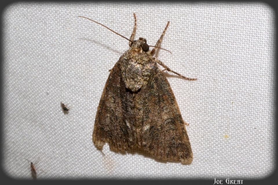 Acronicta rumicis - sóska-szigonyosbagoly