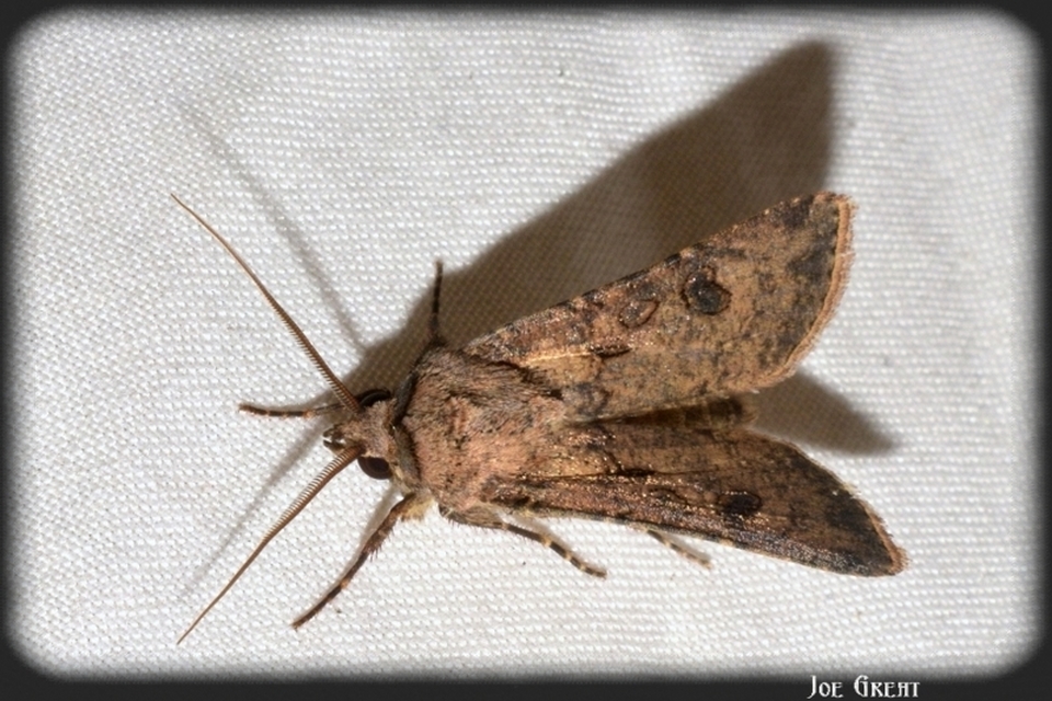 Agrotis segetum - vetési földibagoly
