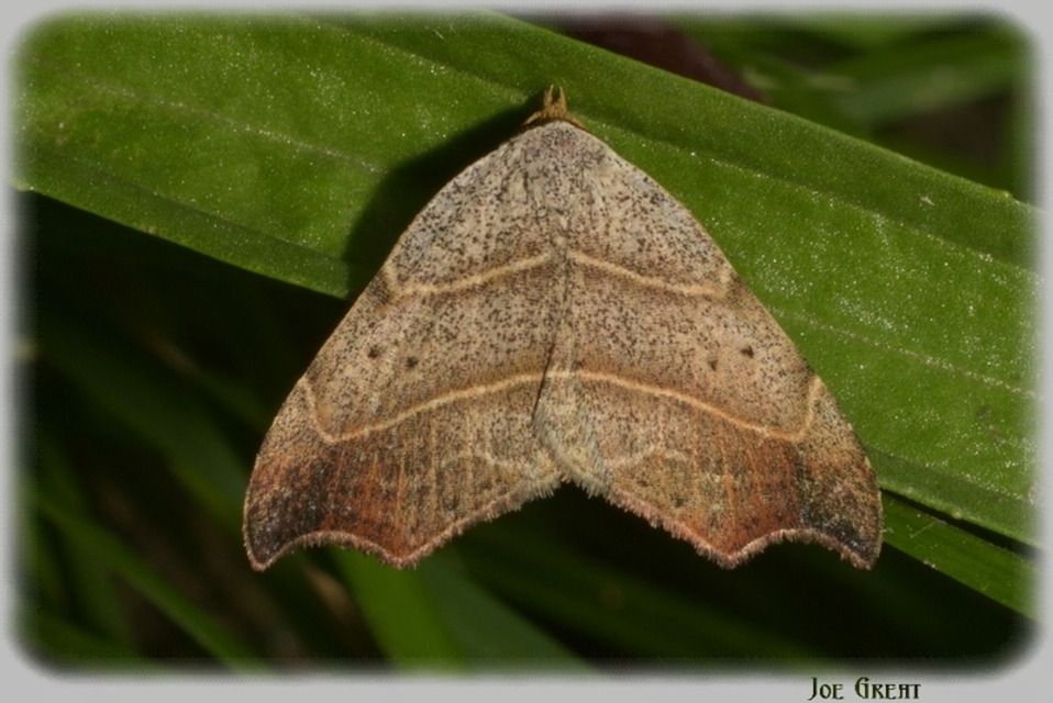 Laspeyria flexula - zuzmóbagoly