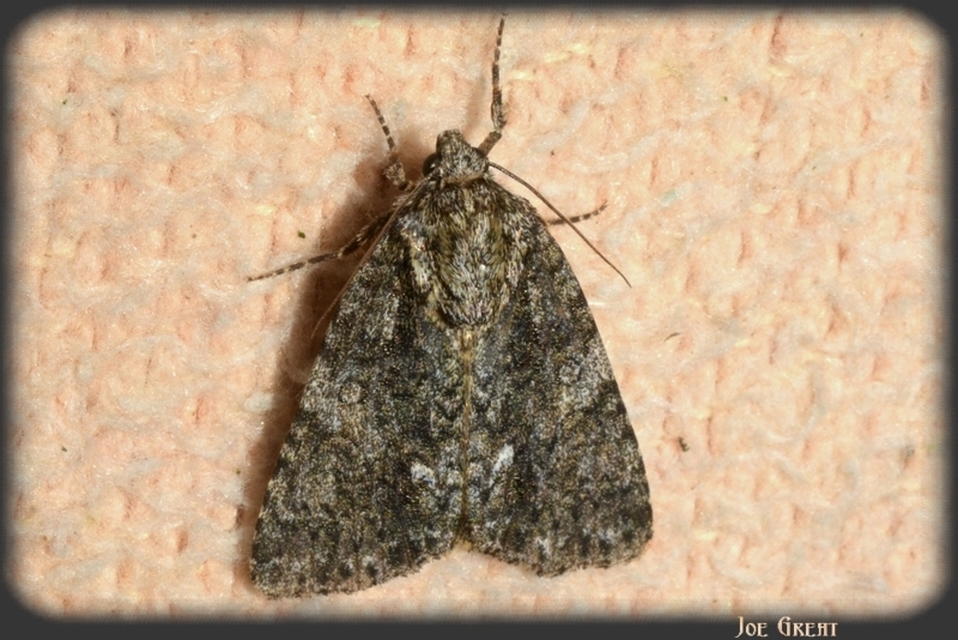 Acronicta rumicis - sóska-szigonyosbagoly