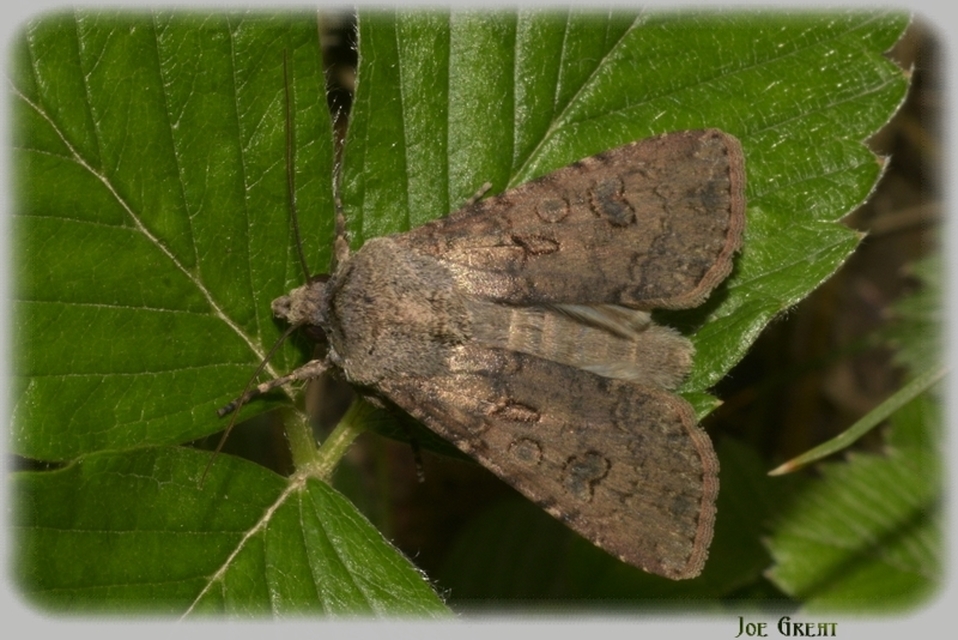 Agrotis segetum - vetési földibagoly