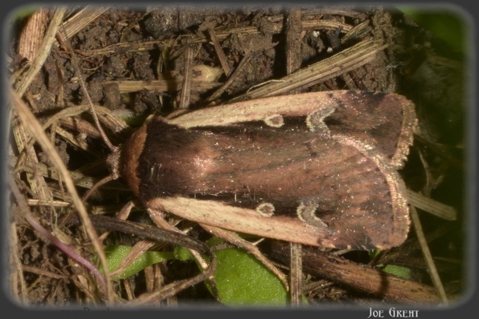 Ochropleura plecta - fehérszegélyű fűbagoly
