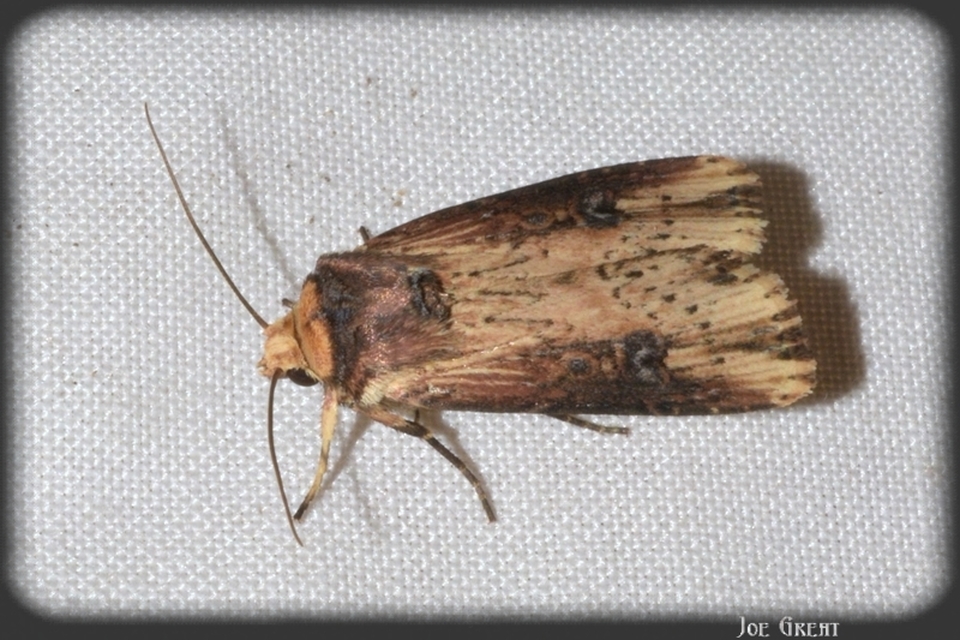 Axylia putris - vonalkás földibagoly