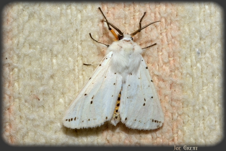 Spilosoma lubricipedum - tejszínű medvelepke
