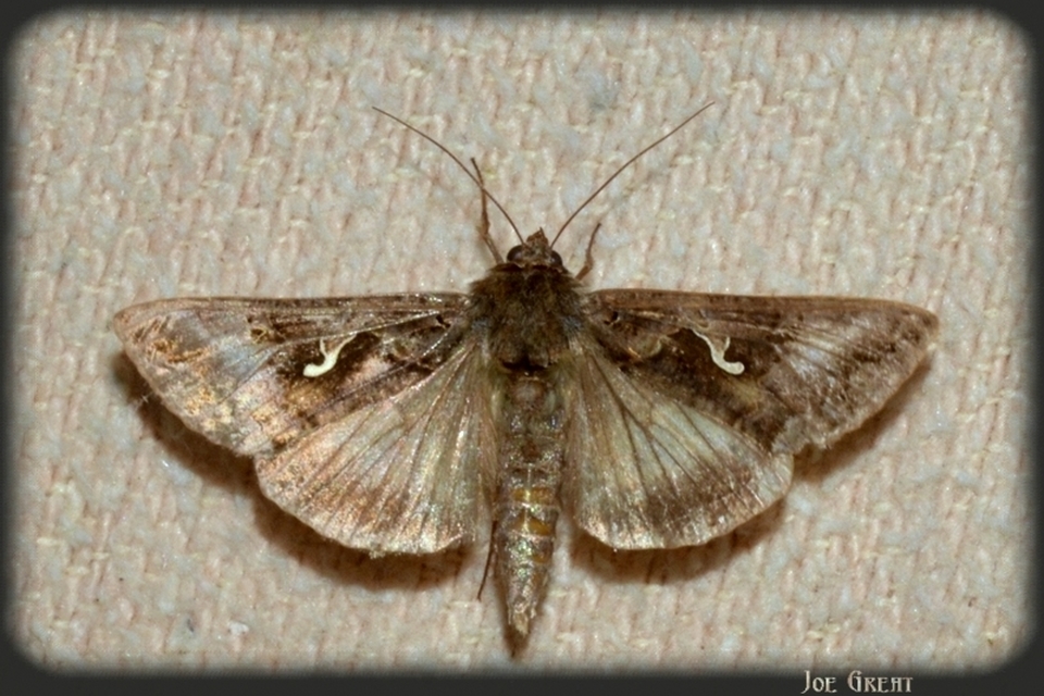 Autographa gamma - gammalepke